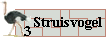 struisvogel